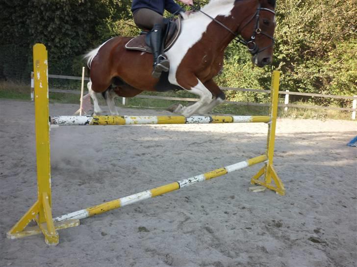 Springundervisning på Gøngehusfarmen d. 17/9 2009 billede 70