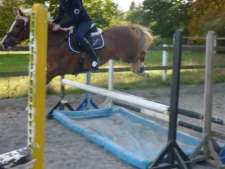 Springundervisning på Gøngehusfarmen d. 17/9 2009 billede 78