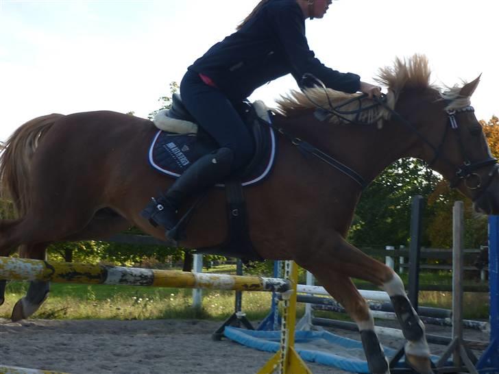 Springundervisning på Gøngehusfarmen d. 17/9 2009 billede 79