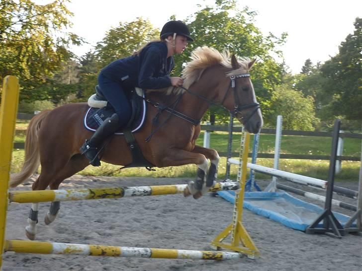 Springundervisning på Gøngehusfarmen d. 17/9 2009 billede 80