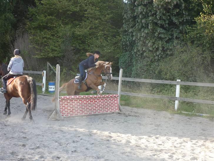 Springundervisning på Gøngehusfarmen d. 17/9 2009 billede 81