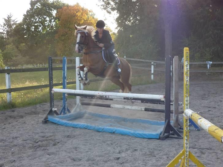 Springundervisning på Gøngehusfarmen d. 17/9 2009 billede 83