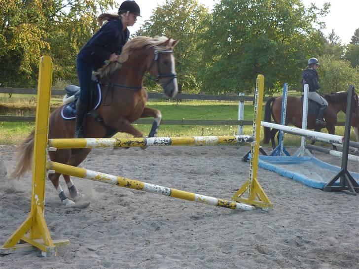 Springundervisning på Gøngehusfarmen d. 17/9 2009 billede 87