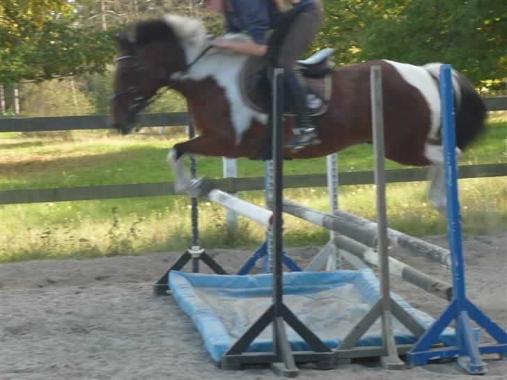 Springundervisning på Gøngehusfarmen d. 17/9 2009 billede 90