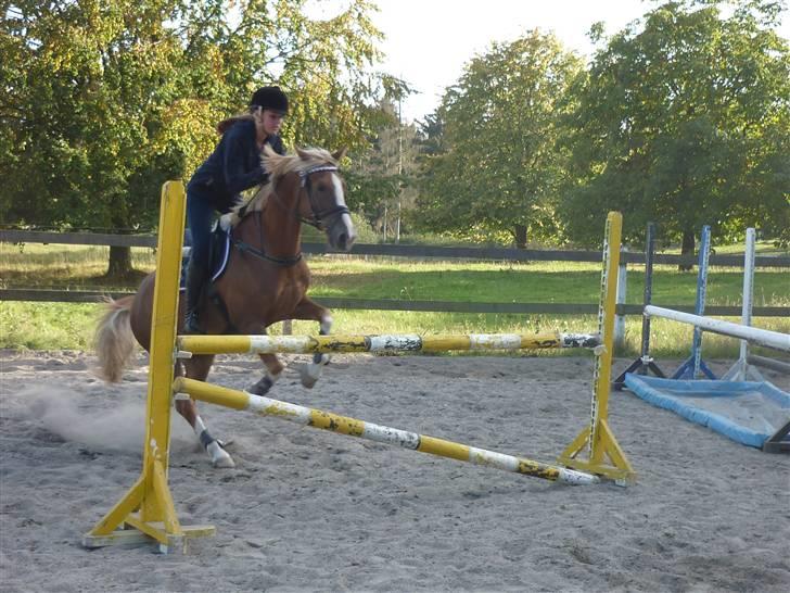 Springundervisning på Gøngehusfarmen d. 17/9 2009 billede 93