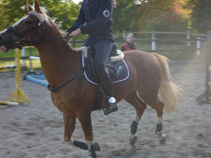 Springundervisning på Gøngehusfarmen d. 17/9 2009 billede 94