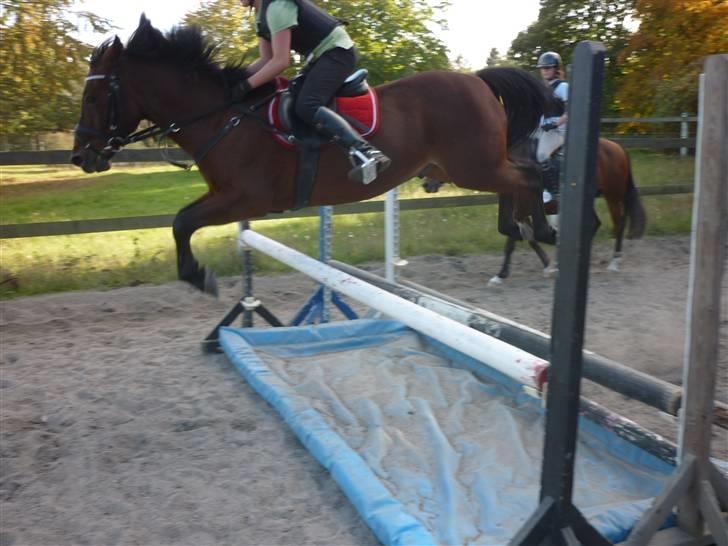 Springundervisning på Gøngehusfarmen d. 17/9 2009 billede 99