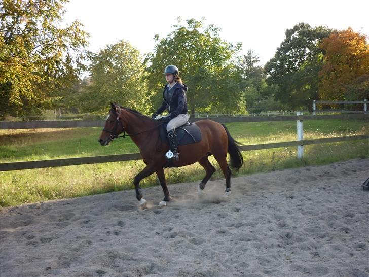 Springundervisning på Gøngehusfarmen d. 17/9 2009 billede 109