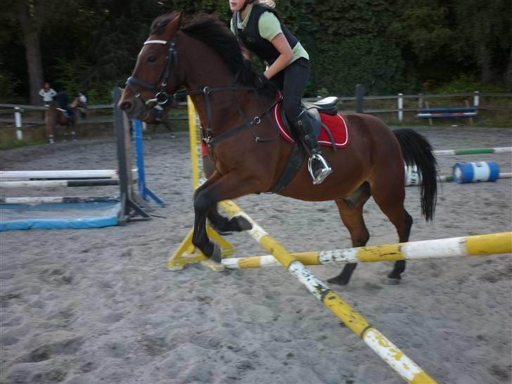 Springundervisning på Gøngehusfarmen d. 17/9 2009 billede 112