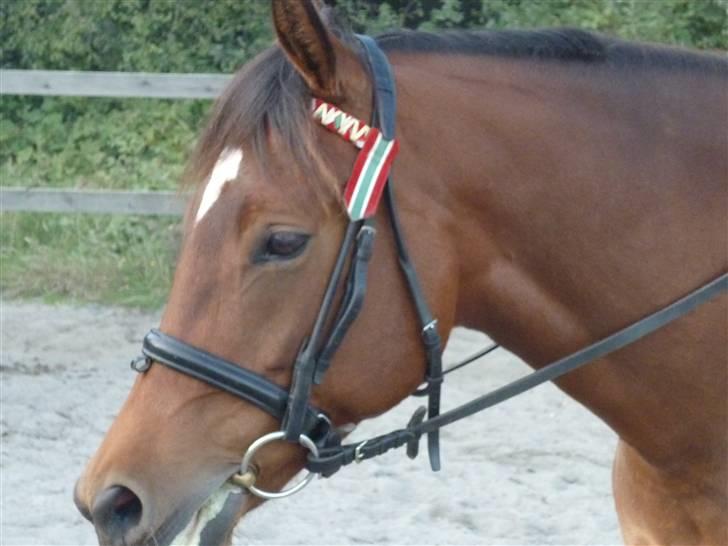 Springundervisning på Gøngehusfarmen d. 17/9 2009 billede 114