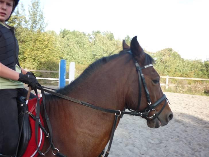 Springundervisning på Gøngehusfarmen d. 17/9 2009 billede 115