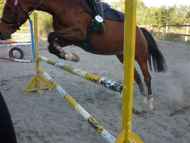 Springundervisning på Gøngehusfarmen d. 17/9 2009 billede 119