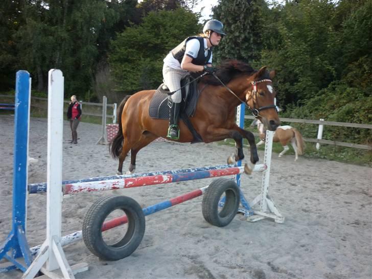 Springundervisning på Gøngehusfarmen d. 17/9 2009 billede 122