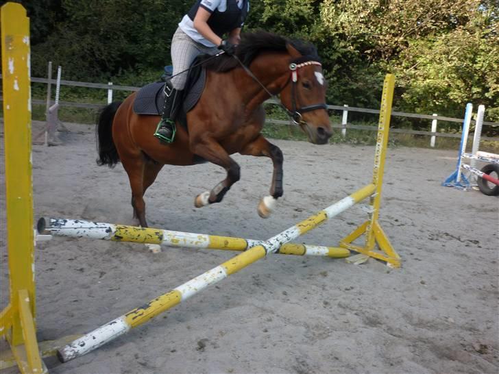 Springundervisning på Gøngehusfarmen d. 17/9 2009 billede 127