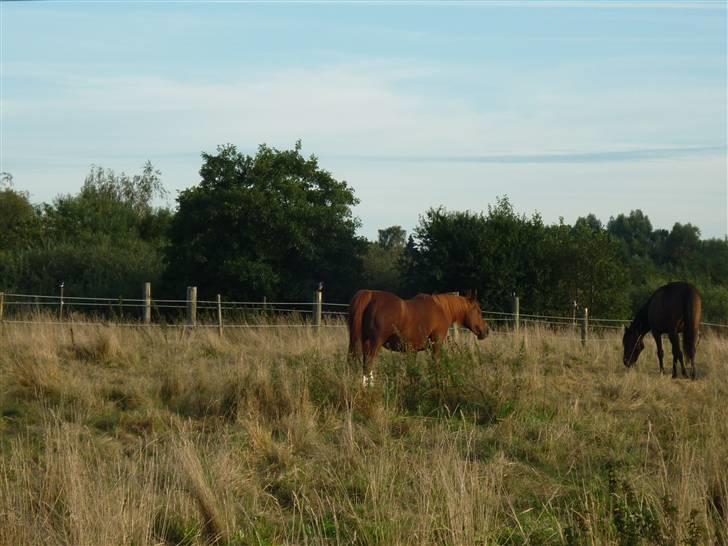 Springundervisning på Gøngehusfarmen d. 17/9 2009 billede 128