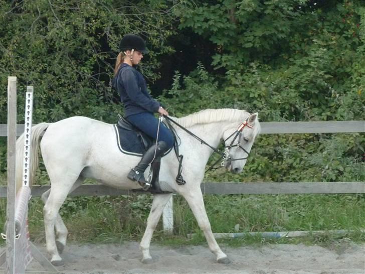 Springundervisning på Gøngehusfarmen d. 17/9 2009 billede 135