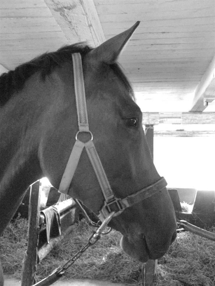 Optimal,toftehøjs cre'diva,romolus og lucky star - Romolus :D billede 4