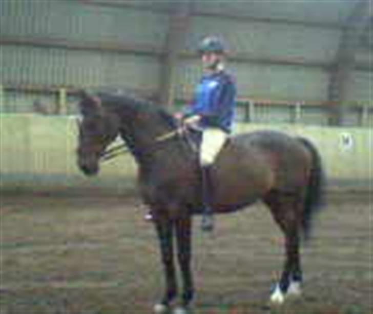 Optimal,toftehøjs cre'diva,romolus og lucky star - Gammelt billede af galati og jeg :) hun døde i går d. 9/10- 2008. kommer til at savne hende :'( billede 5