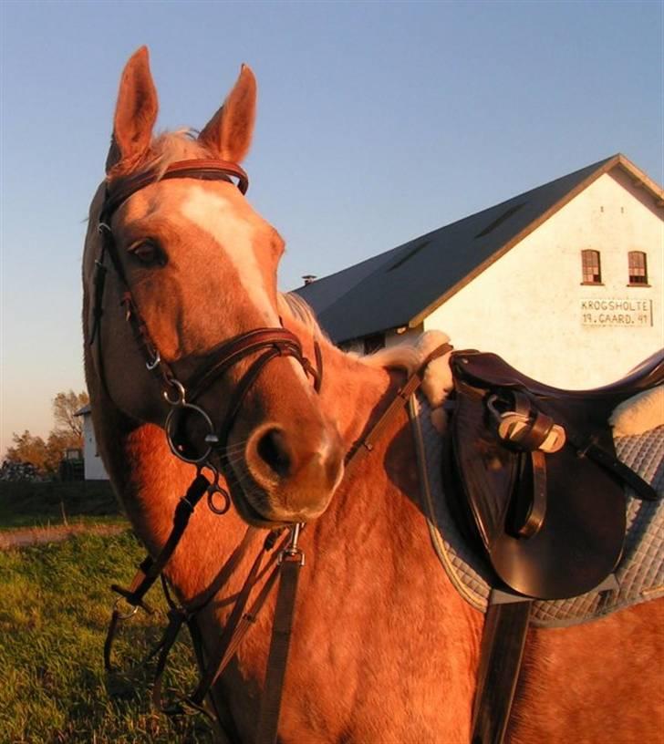 Troldhøj´s Melissa billede 1