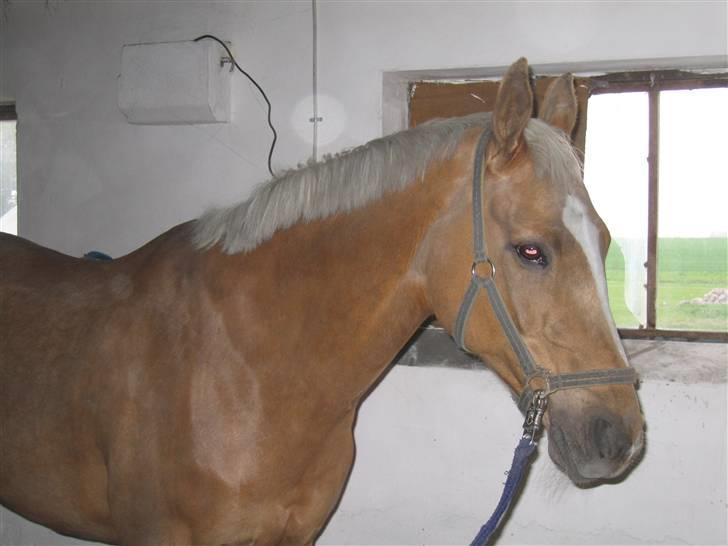 Troldhøj´s Melissa billede 4