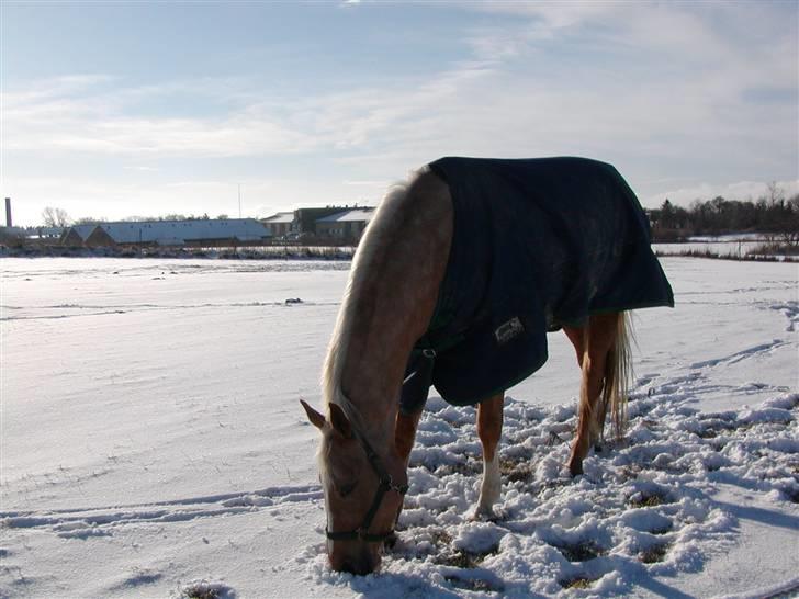 Troldhøj´s Melissa billede 5