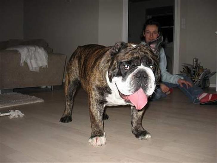 VERDENS GRIMMESTE HUND ! Willy xD billede 3