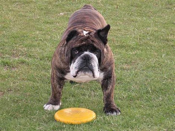 VERDENS GRIMMESTE HUND ! Willy xD billede 4