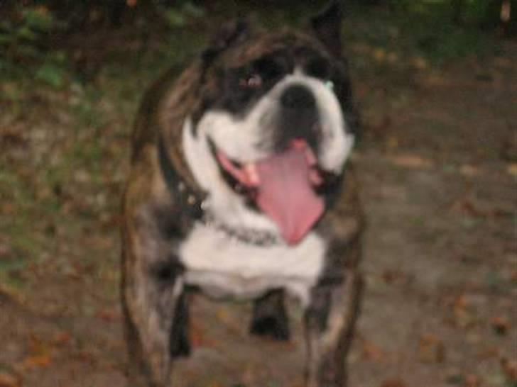 VERDENS GRIMMESTE HUND ! Willy xD billede 5