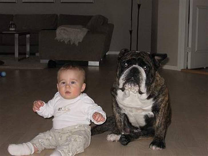 VERDENS GRIMMESTE HUND ! Willy xD billede 6