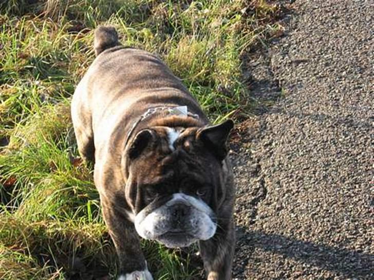 VERDENS GRIMMESTE HUND ! Willy xD billede 10