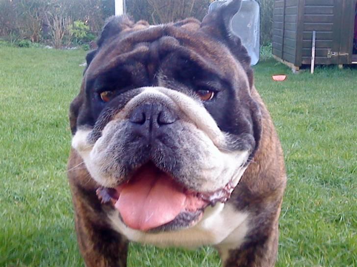 VERDENS GRIMMESTE HUND ! Willy xD billede 11