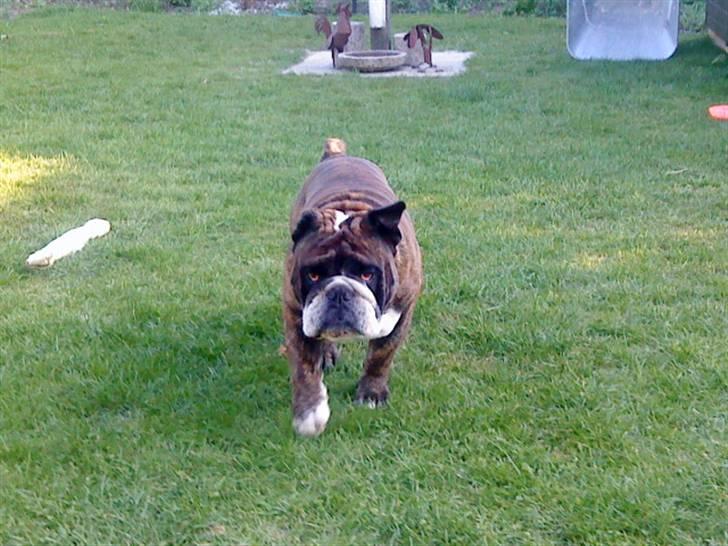 VERDENS GRIMMESTE HUND ! Willy xD billede 12