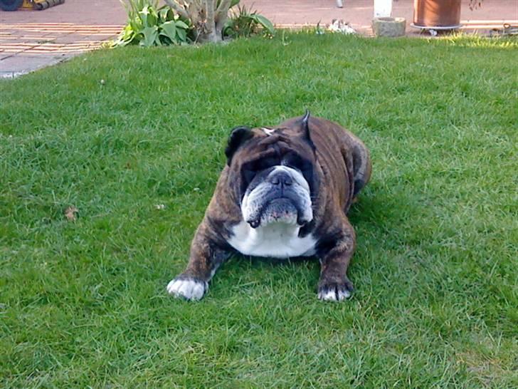 VERDENS GRIMMESTE HUND ! Willy xD billede 13