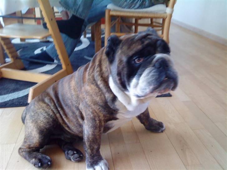 VERDENS GRIMMESTE HUND ! Willy xD billede 14