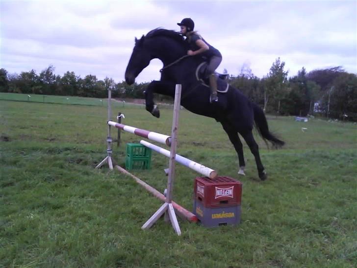 Træning i cordeo med Taicon - d. 27 sep 2009. - 110cm. billede 1