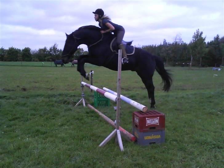 Træning i cordeo med Taicon - d. 27 sep 2009. - 80cm. billede 14