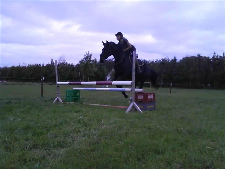 Træning i cordeo med Taicon - d. 27 sep 2009. - 80cm. billede 15