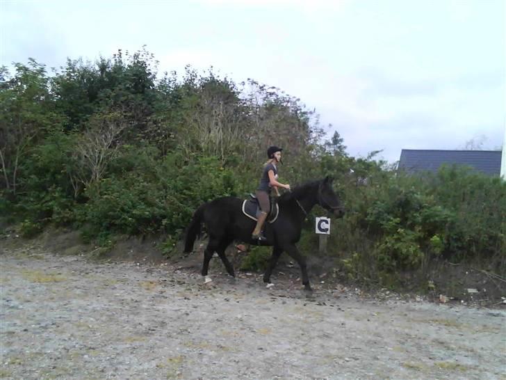 Træning i cordeo med Taicon - d. 27 sep 2009. - Trav. billede 17