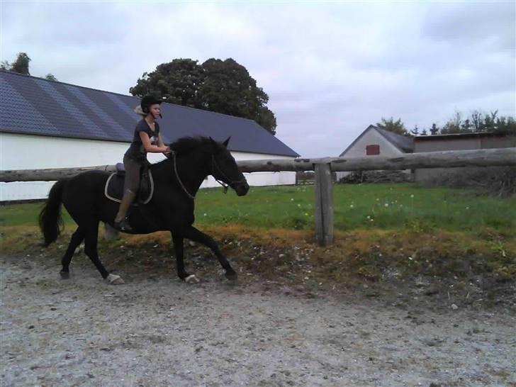 Træning i cordeo med Taicon - d. 27 sep 2009. - Galop billede 2