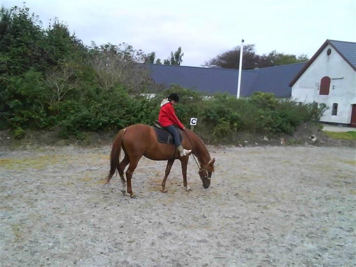 Træning i cordeo med Taicon - d. 27 sep 2009. - Frederikke på Sprite billede 18