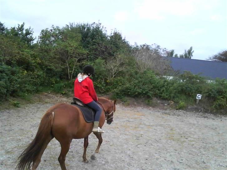 Træning i cordeo med Taicon - d. 27 sep 2009. - Frederikke på Sprite billede 19