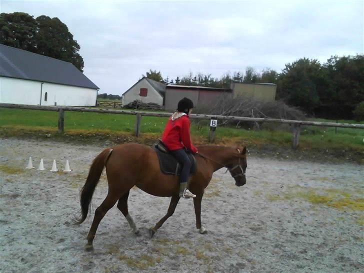 Træning i cordeo med Taicon - d. 27 sep 2009. - Frederikke på Sprite billede 20