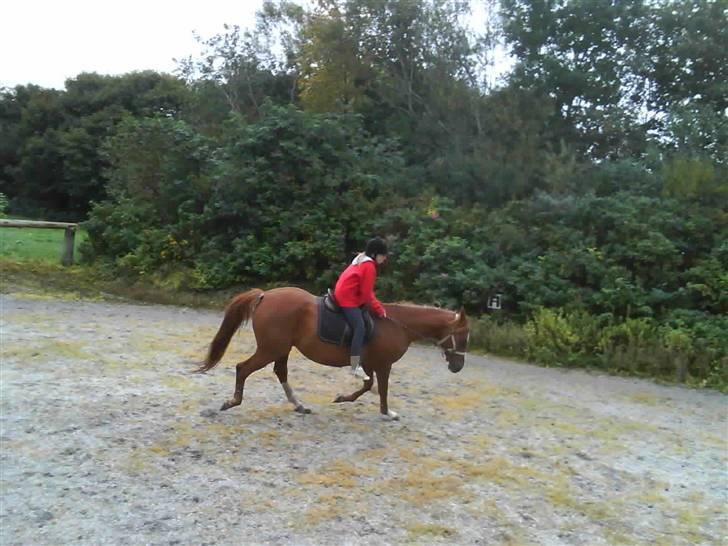 Træning i cordeo med Taicon - d. 27 sep 2009. - Frederikke på Sprite billede 21