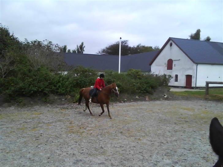 Træning i cordeo med Taicon - d. 27 sep 2009. - Frederikke på Sprite billede 22