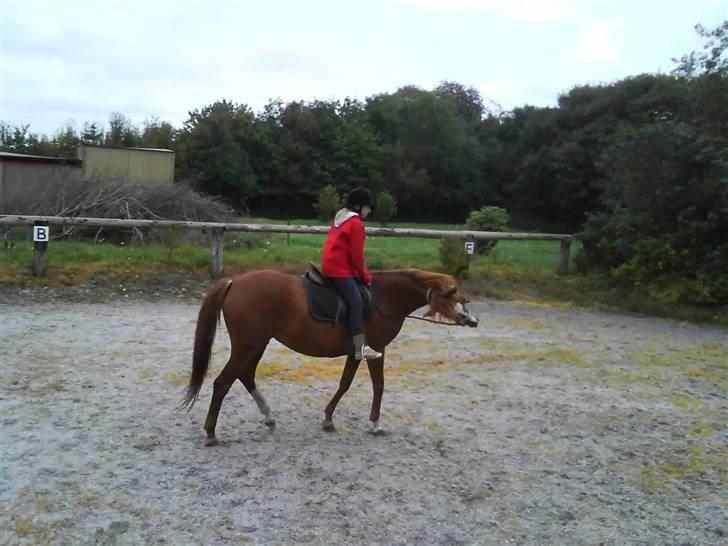 Træning i cordeo med Taicon - d. 27 sep 2009. - Frederikke på Sprite billede 23