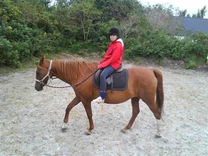 Træning i cordeo med Taicon - d. 27 sep 2009. - Frederikke på Sprite billede 26