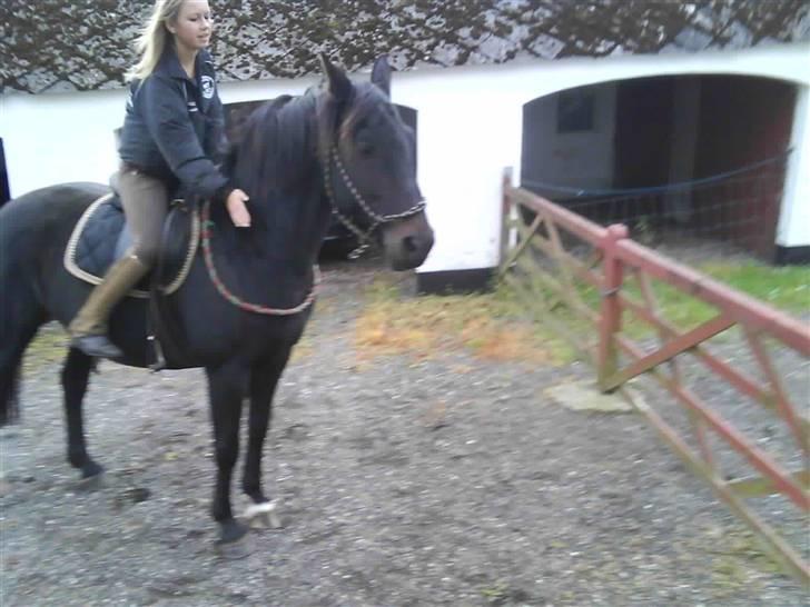 Træning i cordeo med Taicon - d. 27 sep 2009. - Står ved lågen billede 11