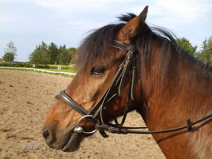 Forskellige heste - Prins, en rideskolepony, min lillesøster rider på billede 1