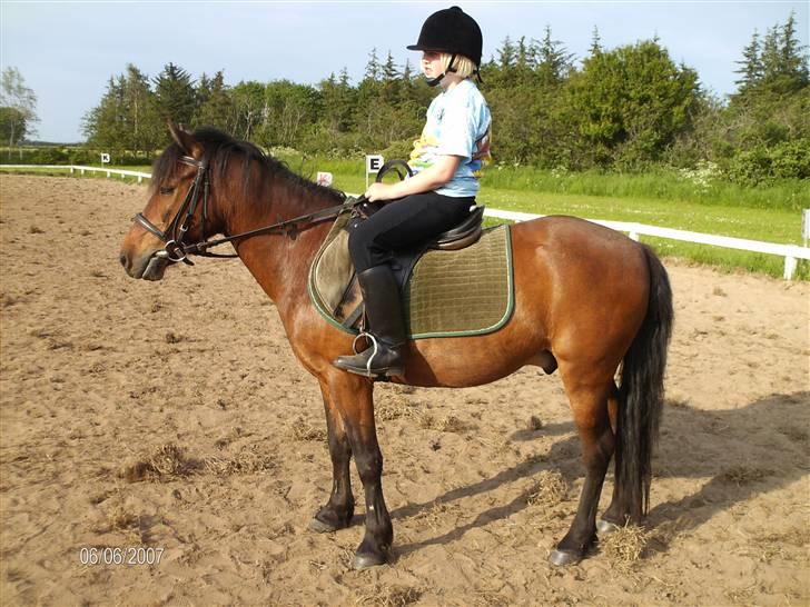 Forskellige heste - Prins, en rideskolepony, det er min lillesøster på ryggen af ham billede 2