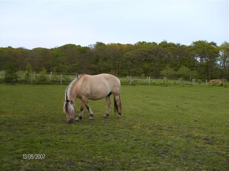 Forskellige heste - Sif, min gamle part, som mine heste også stod sammen med, i lang tid, billede 3